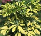 Schafflera variegated